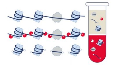 Cell-free DNA